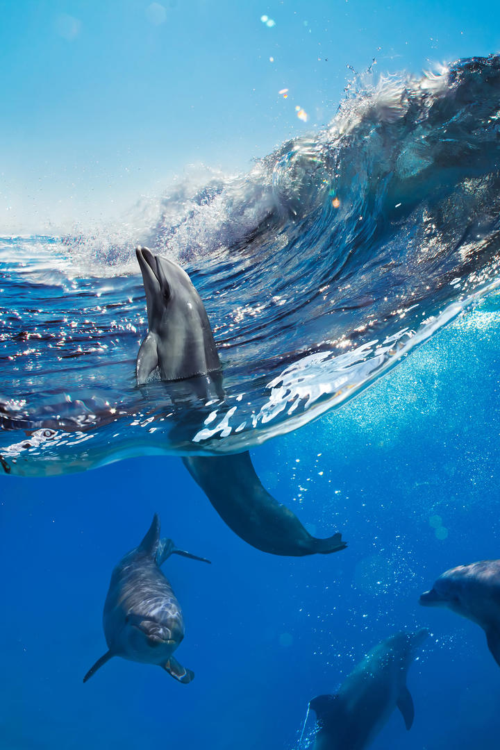 青海发生高致病性禽流感疫情